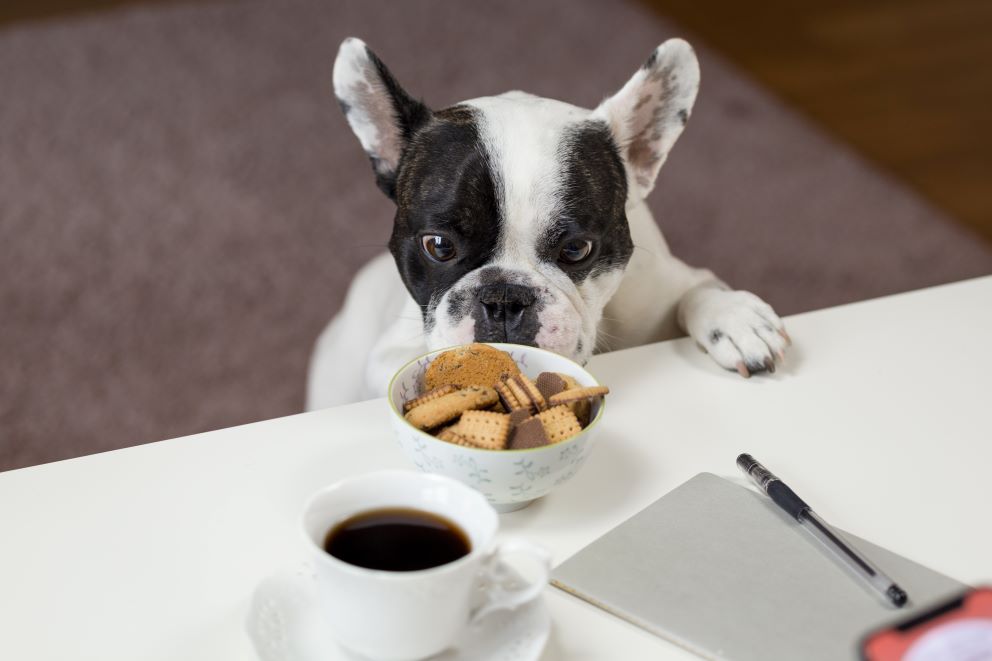 Żywienie psa — co, ile i kiedy może jeść pies?