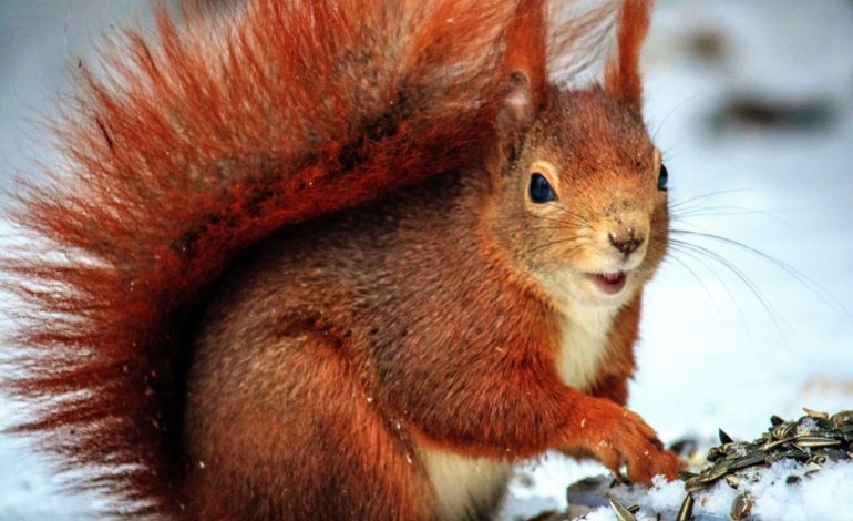 Jak wiewiórka przygotowuje się do zimy?