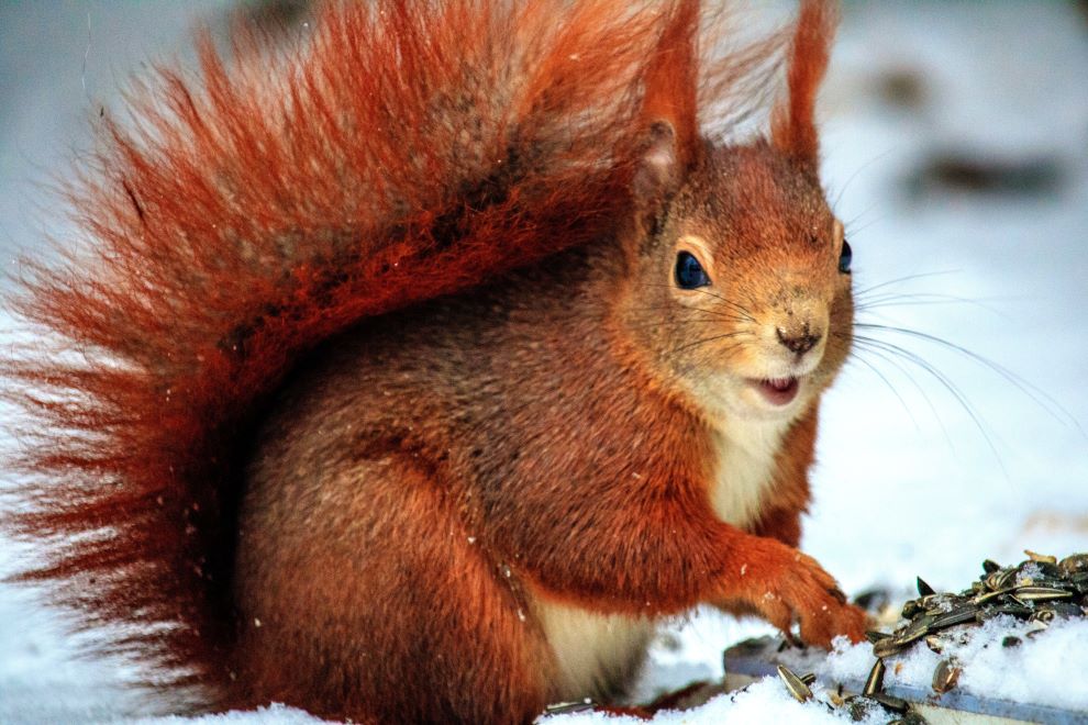 jak wiewiórki przygotowują się do zimy?