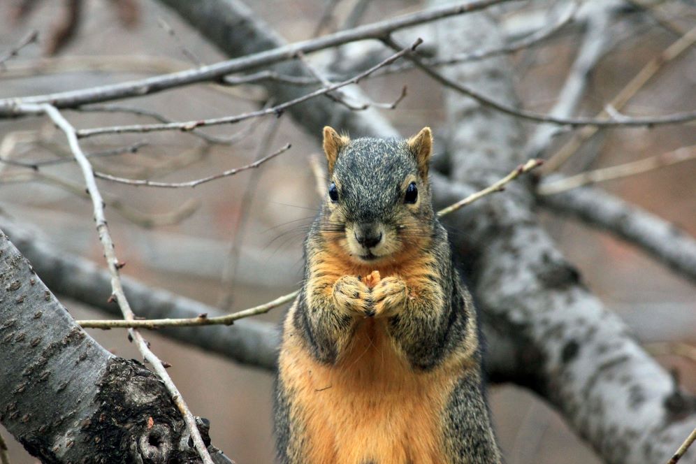 Jak wiewiórka przygotowuje się do zimy