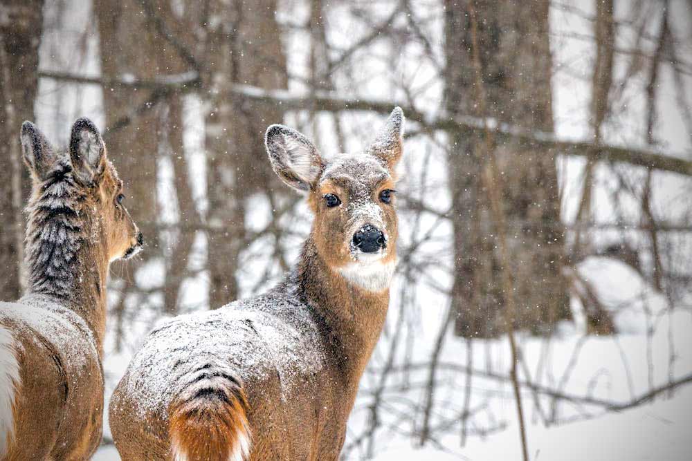 Jak zwierzęta przygotowują się do zimy: strategie przetrwania i adaptacje