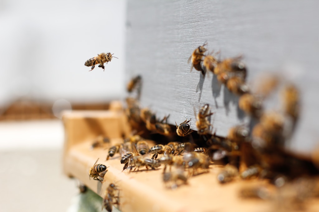 Wosk pszczeli – świetlna tradycja w nowoczesnym wydaniu
