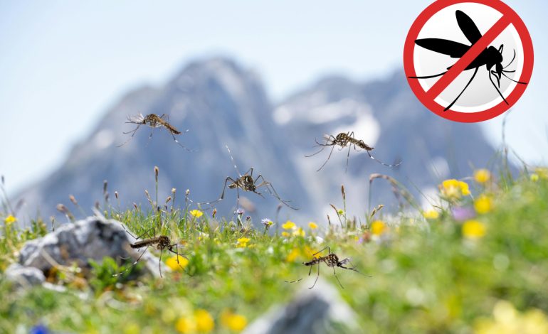 Odkomarzanie działki lub ogrodu a bezpieczeństwo – co warto wiedzieć?