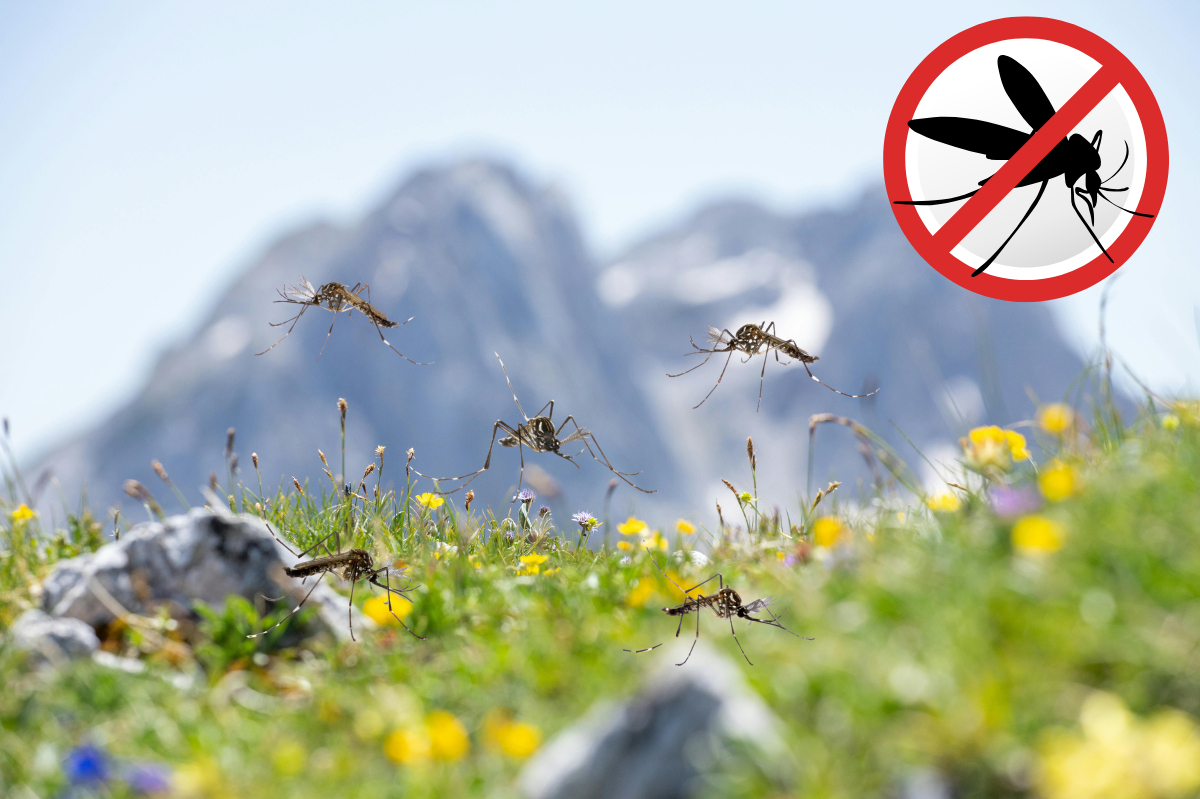 Odkomarzanie działki lub ogrodu a bezpieczeństwo – co warto wiedzieć?